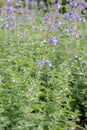 Catmint, Nepeta x faassenii Walkers Low, lavender-blue flowers Royalty Free Stock Photo